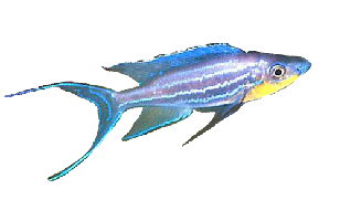 Cichlid